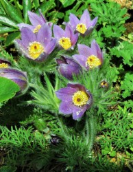 オキナグサの花