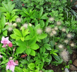 オキナグサの実(種)