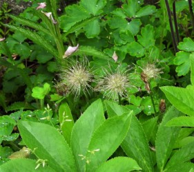 オキナグサの実(種)