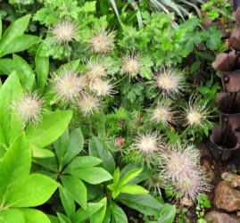 オキナグサの実(種)