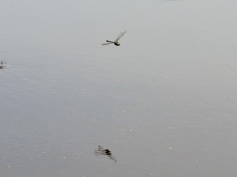 飛翔中のオオヤマトンボ