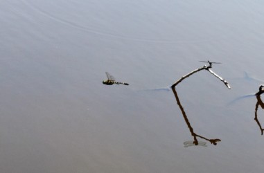 飛翔中のオオヤマトンボ