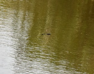 飛翔中のオオヤマトンボ