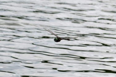 飛翔中のオオヤマトンボ