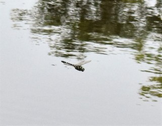 飛翔中のオオヤマトンボ