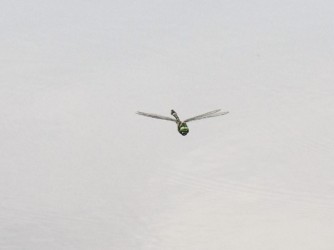 飛翔中のオオヤマトンボ