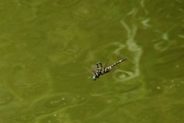 連結したオスとメスのオオヤマトンボ