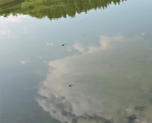 天童山元沼で オオヤマトンボか?