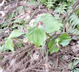 エンレイソウの花