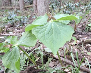 エンレイソウの花