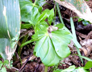 エンレイソウの花