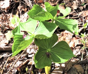 エンレイソウの花