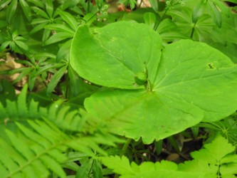 エンレイソウの実