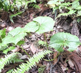 エンレイソウの実