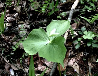 白いエンレイソウの花