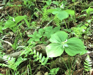 白いエンレイソウの花