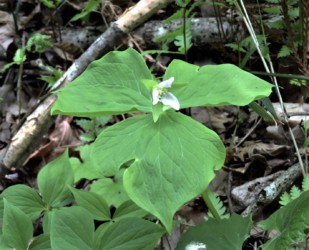 白いエンレイソウの花
