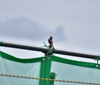 夏のオスのさえずり 羽がボロボロ