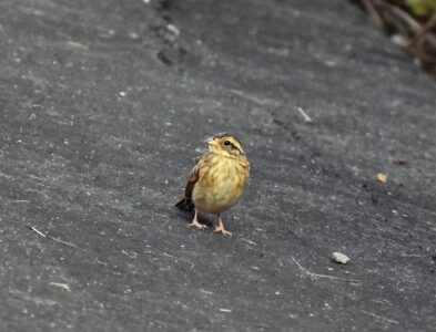 ホオジロの幼鳥か?