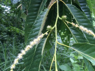 クリの花の咲き始め クリの元が分かるかな?