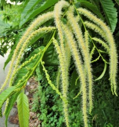 クリの花の咲き始め クリの元が分かるかな?