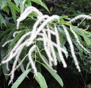 クリの花