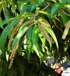 だんだん実が大きくなる