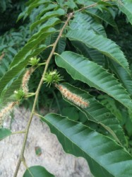 だんだん実が大きくなる