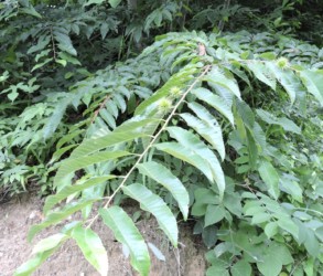 だんだん実が大きくなる