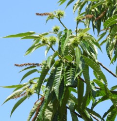 クリの実が育つ