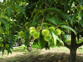 クリの実が育つ