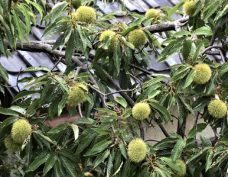 クリの実が育つ