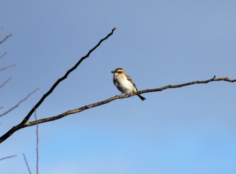 ニュウナイスズメ