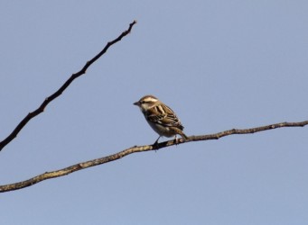 ニュウナイスズメ