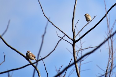 上がニュウナイスズメ 下がスズメ