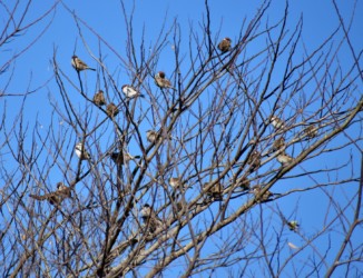 ニュウナイスズメとスズメの混群