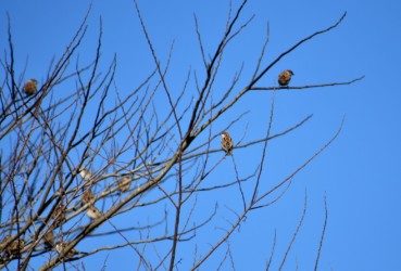 ニュウナイスズメとスズメの混群