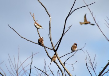 ニュウナイスズメとスズメの混群