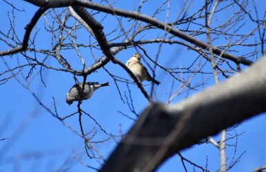 ニュウナイスズメだけの群れ