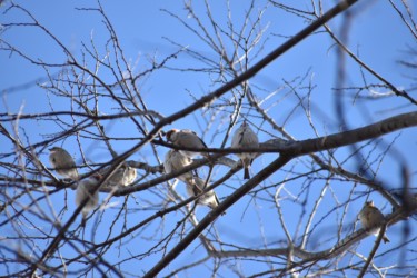 ニュウナイスズメだけの群れ