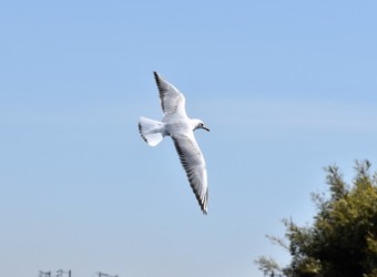 飛翔中のユリカモメ