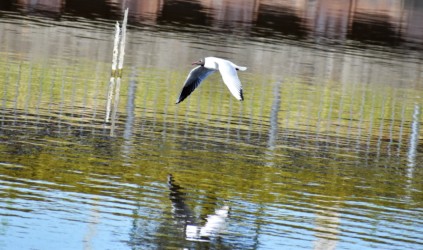 飛翔中のユリカモメ