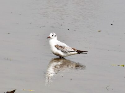 ユリカモメ