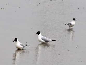 水田のユリカモメ