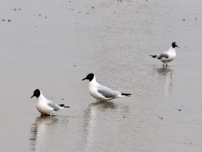 水田のユリカモメ