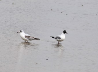 水田のユリカモメ