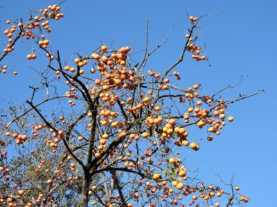 山形の柿の実をつけた木