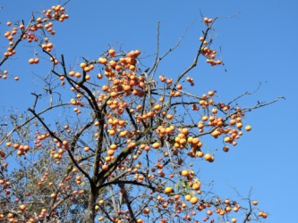 山形の柿の実をつけた木