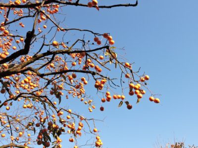 山形の柿の実をつけた木