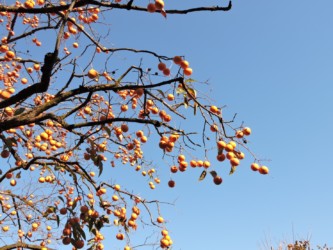 山形の柿の実をつけた木